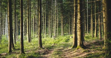 Primavera nella natura: riscoprire il tempo lento nelle oasi Wwf Primavera nella natura: riscoprire il tempo lento nelle oasi Wwf