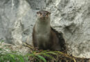 Il punto sulla fauna locale: sciacallo dorato e lontra, focus sulla diffusione nel Nordest Il punto sulla fauna locale: sciacallo dorato e lontra, focus sulla diffusione nel Nordest