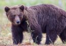 Orso inseguito in auto in Alta Val Torre: LNDC Animal Protection presenta denuncia e chiede indagini immediate