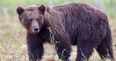 Orso inseguito in auto in Alta Val Torre: LNDC Animal Protection presenta denuncia e chiede indagini immediate