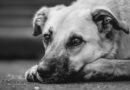 Report di Legambiente, ecco i comuni del FVG più amici degli animali d’affezione
