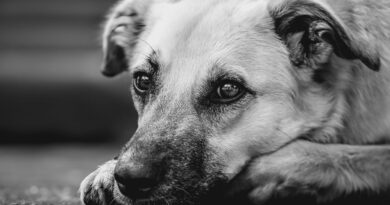 Report di Legambiente, ecco i comuni del FVG più amici degli animali d’affezione