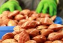Il surriscaldamento dell’Alto Adriatico riduce la pesca dei fasolari dell’80%