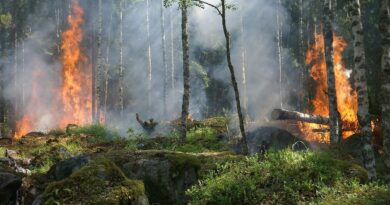 Fulmini innescano incendi boschivi tra Prealpi e Carnia, difficili gli interventi nelle aree impervie
