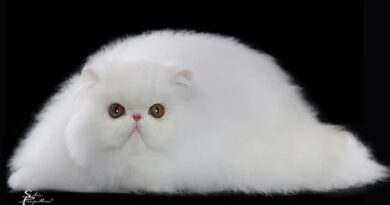 Il fine settimana del 19 e 20 settembre 2026 a Udine sarà dedicato ai gatti