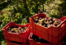 Vendemmia 2026 in FVG, raccolta sempre più lunga. Cosa cambia per i viticoltori