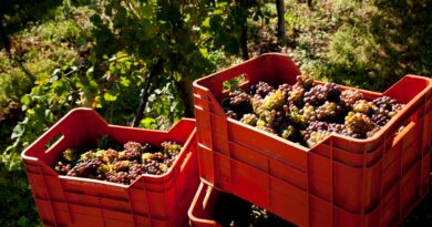 Vendemmia 2026 in FVG, raccolta sempre più lunga. Cosa cambia per i viticoltori